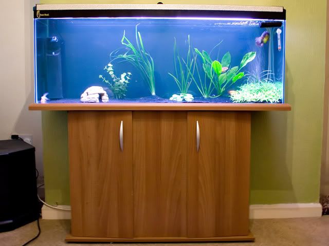 Fish0001.jpg