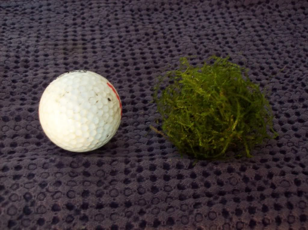 100_0619.jpg