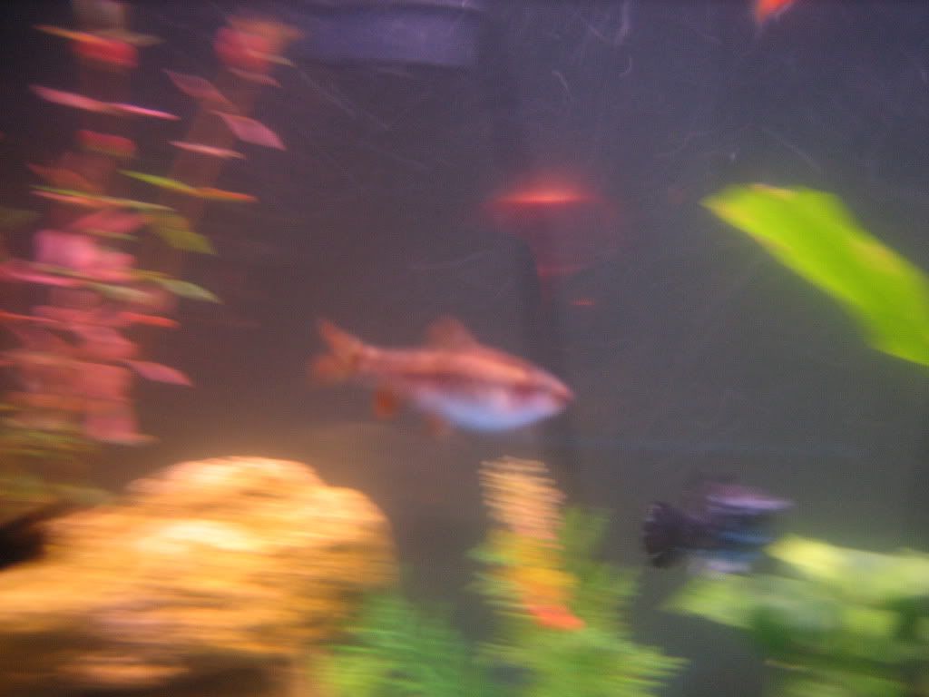 fish028.jpg