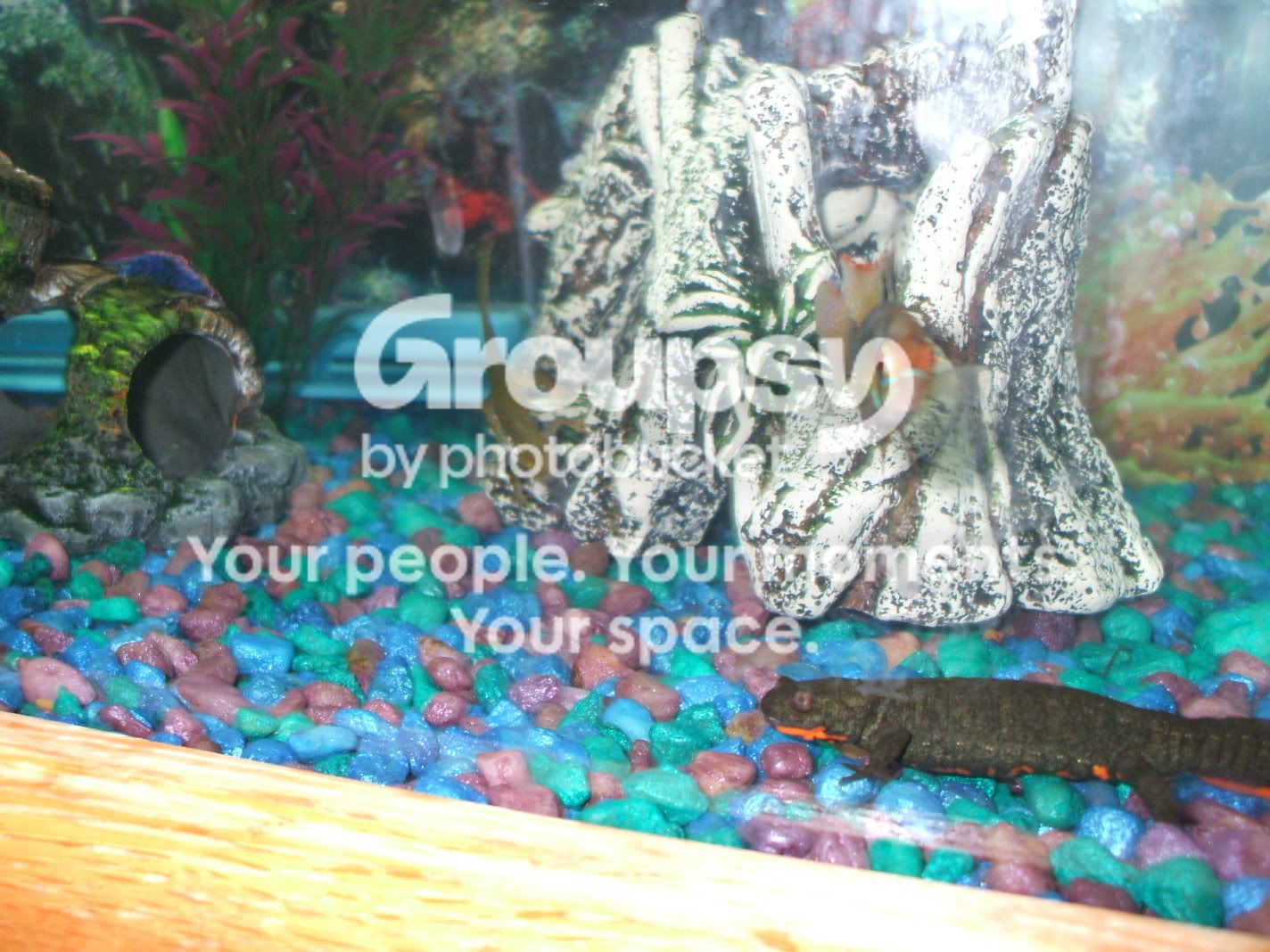 fishtankswithnewplants-53.jpg