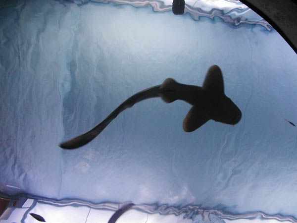 shark.jpg
