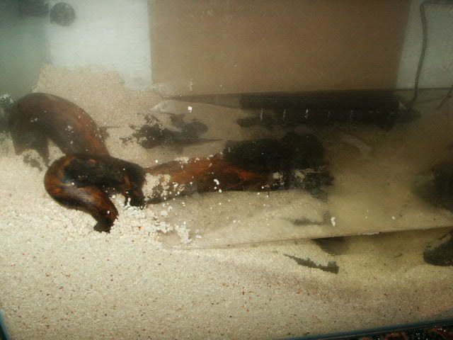 mudskippersetup.jpg