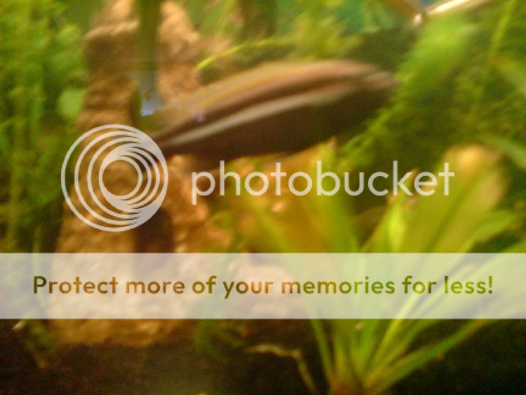 ciichlids4.jpg