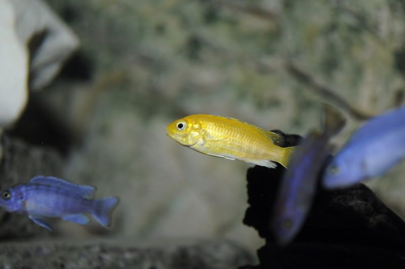 fishnov2011079.jpg