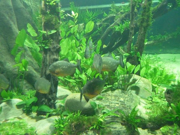 piranhas_zps5ef403f6.jpg