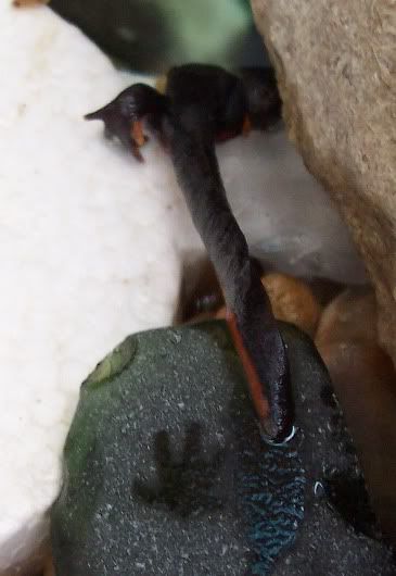 newt1.jpg