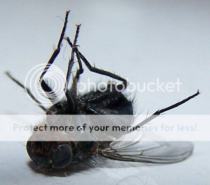 fly.jpg