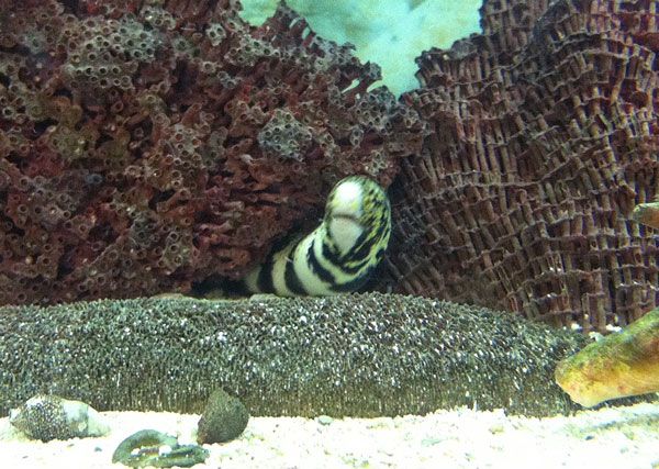 moray_zps58a49069.jpg