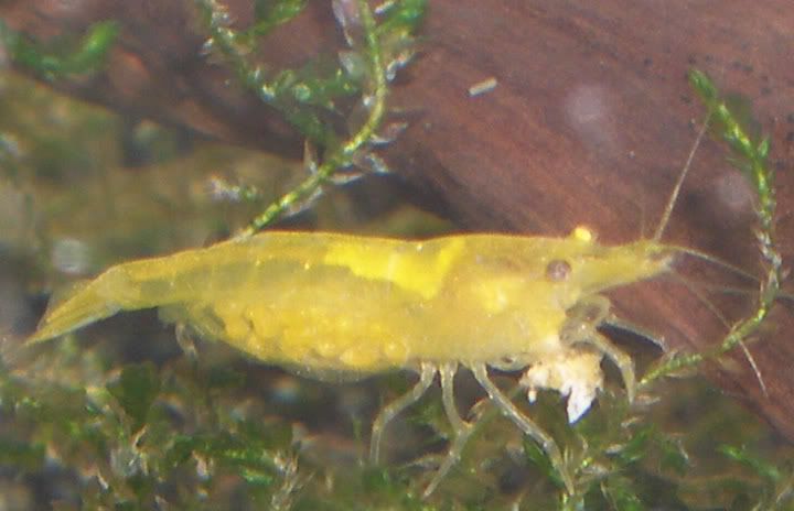 yelloweggs2.jpg