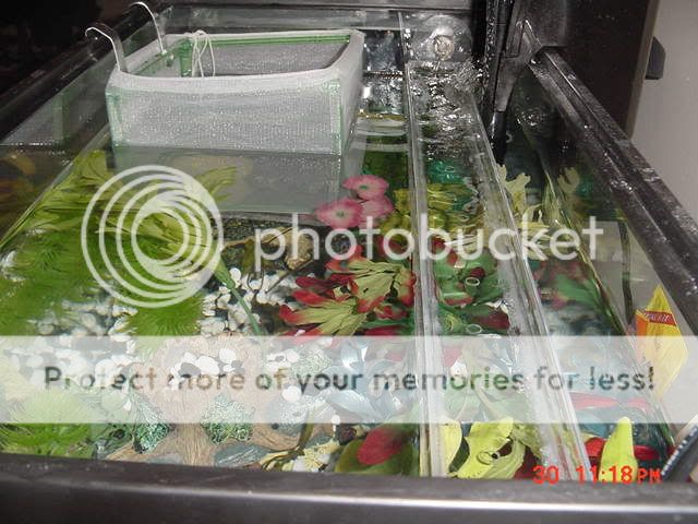 DSC00211.jpg