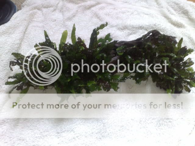 06062009255.jpg