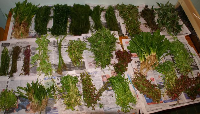PlantsArrived2.jpg