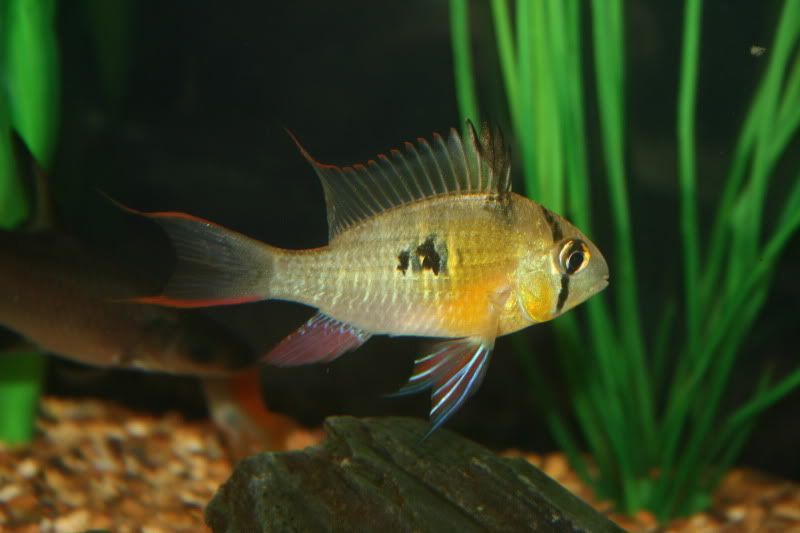 Fish4.jpg
