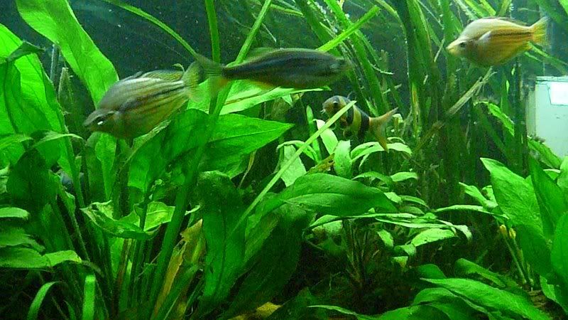 fish510105.jpg