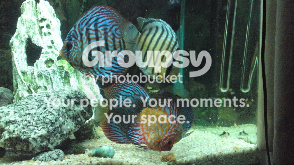 picklj079.jpg