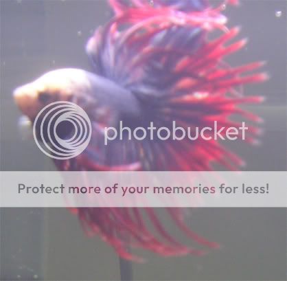 betta2.jpg