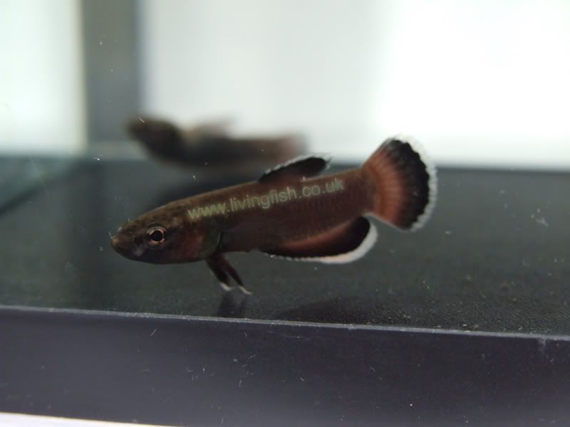 Betta2.jpg
