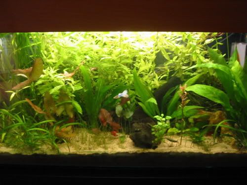 fish.jpg