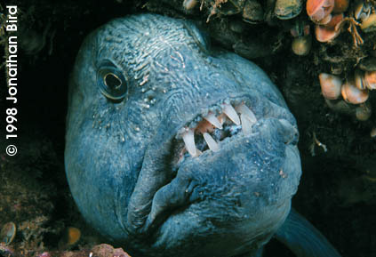 wolffish1.jpg