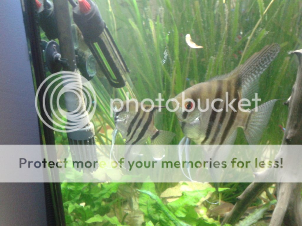 2012-04-04172631.jpg