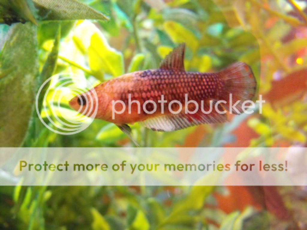 newfish001.jpg