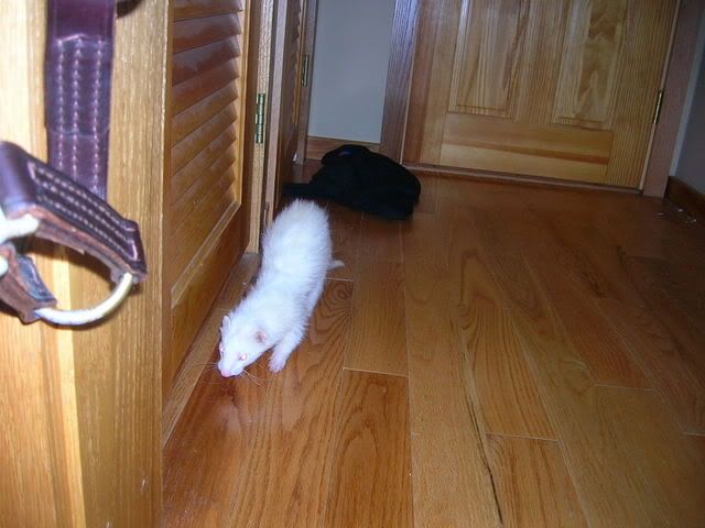 Fuzzies033.jpg