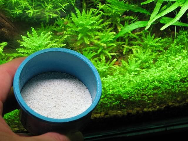 algae3.jpg