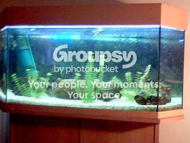NewTank1.jpg