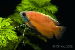 Trichogaster-chuna-male2-288x192.jpg