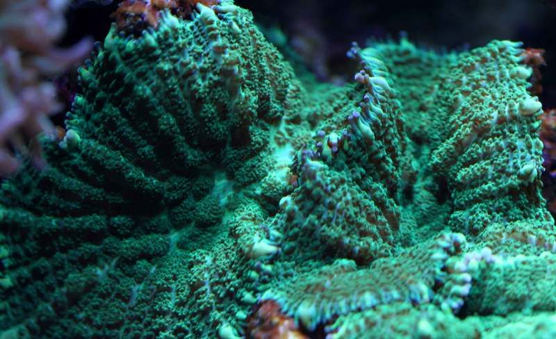 greenfluffy2.jpg