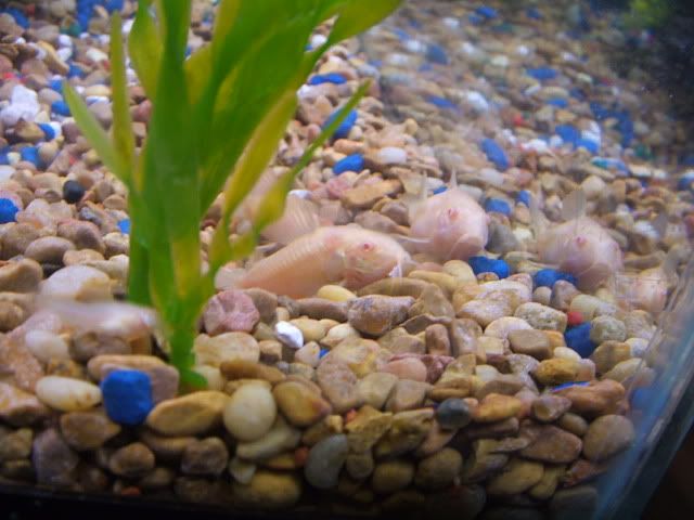 corys004.jpg