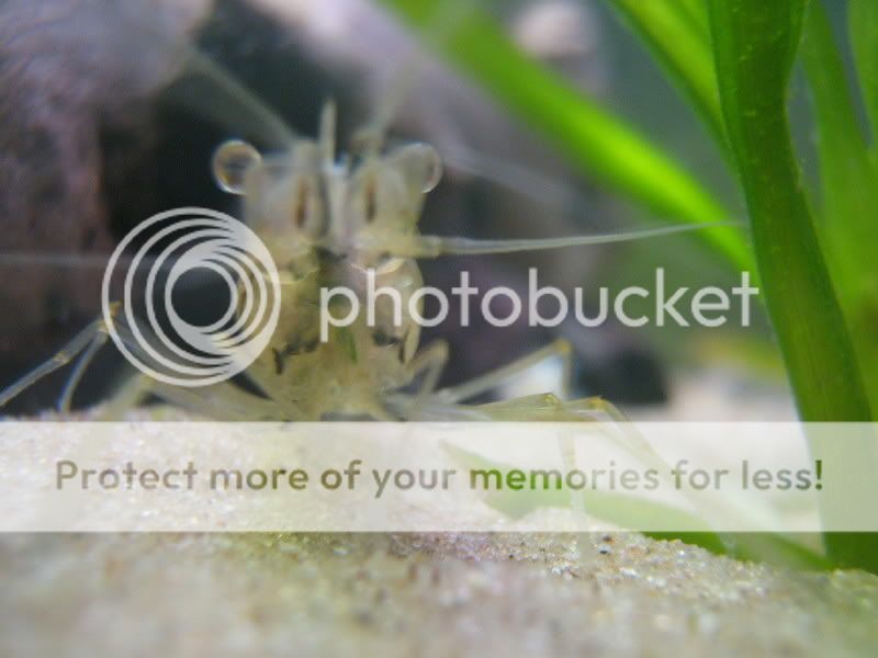 macro008.jpg