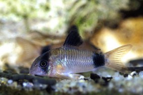 corydoras_panda_2-288x192.jpg