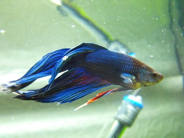 2010_0710tank0010.jpg