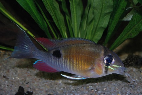 biotodoma_cupido_07.jpg