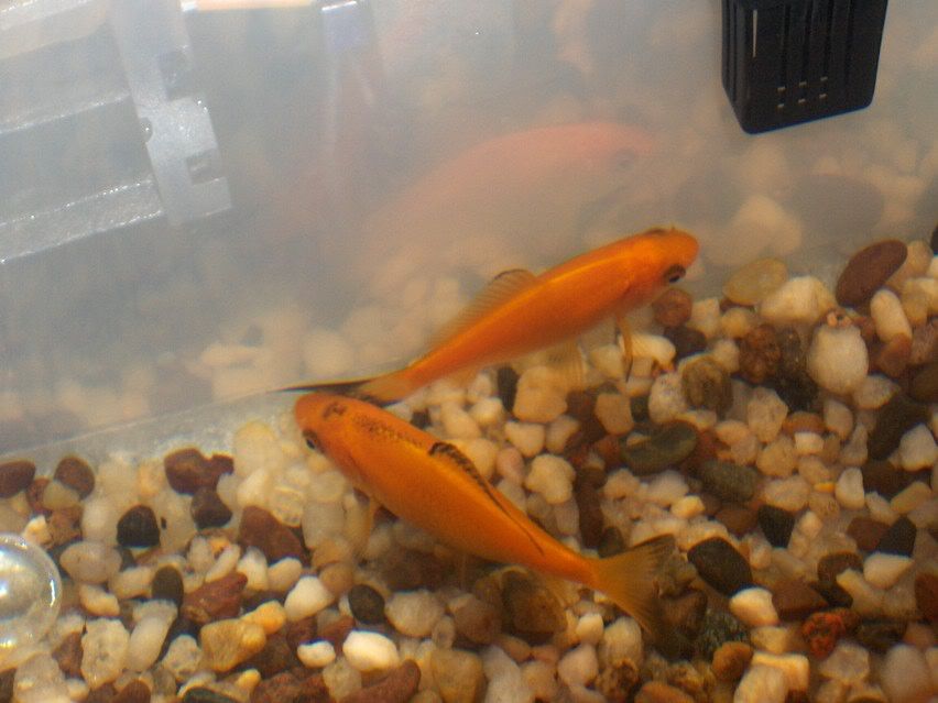 goldies.jpg