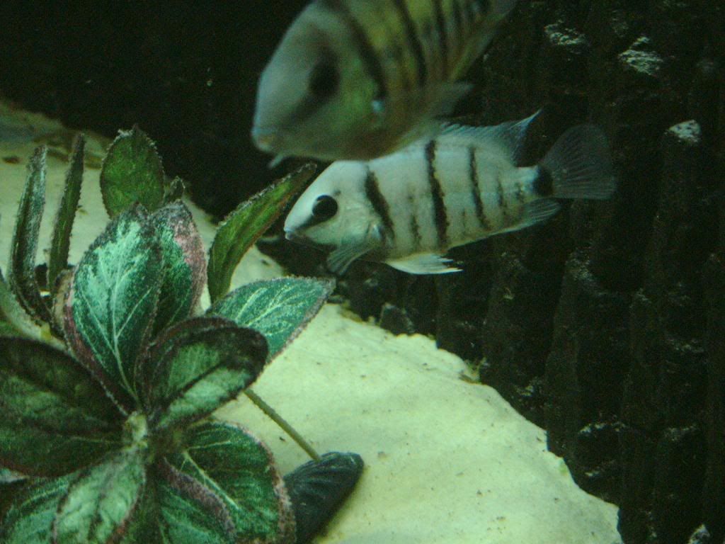 spirillumpair5.jpg