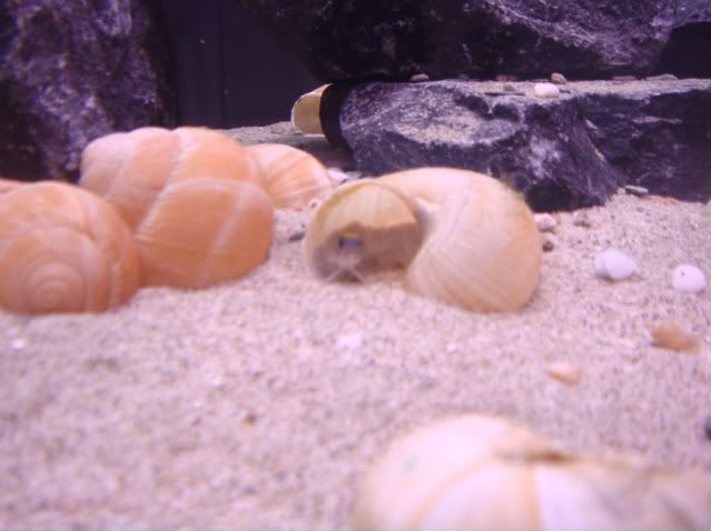 shelliebiotope003.jpg