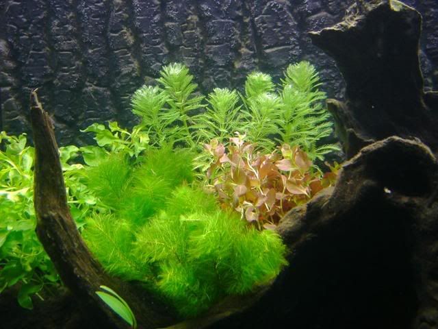 IMAG0004-1.jpg