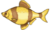 __FIS12.gif