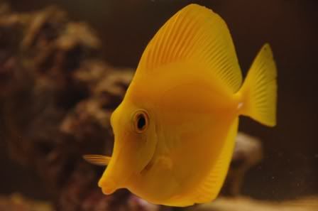 tang2.jpg