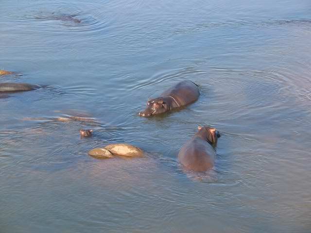 Hippo.jpg