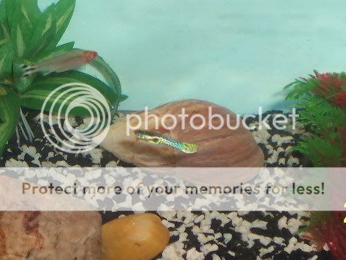 endlers002A.jpg