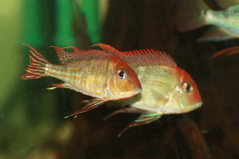 tapajos4.jpg