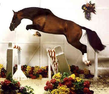 hanoverian-0002.jpg
