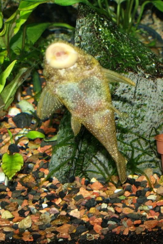 PA200368-STARLIGHTPLEC.jpg