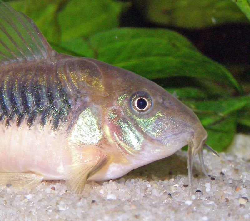 bronzecory.jpg