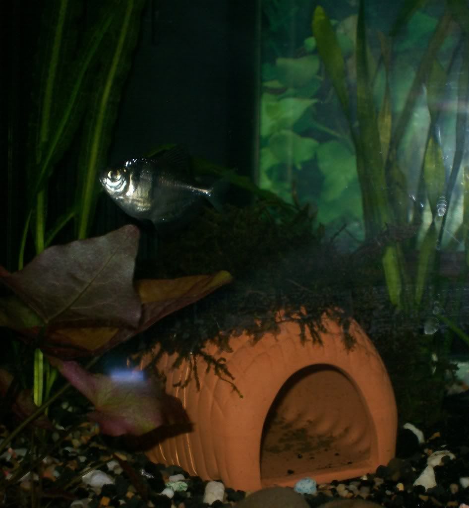 acara017.jpg