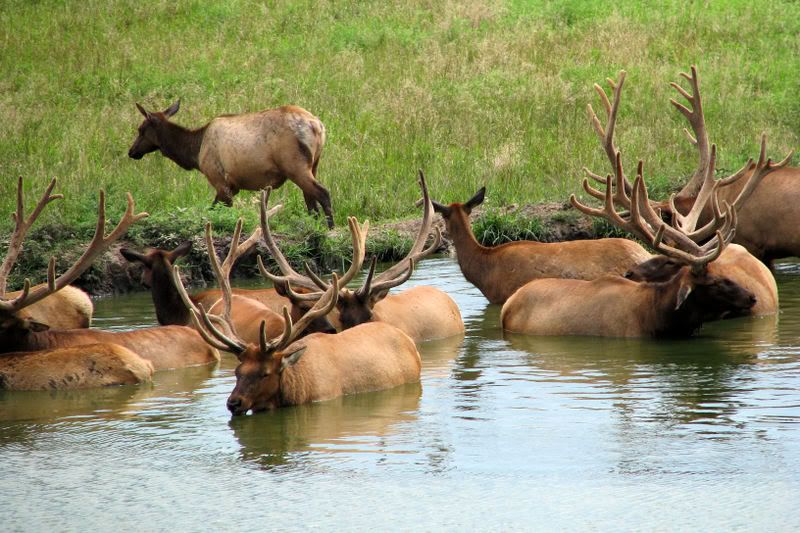 Elk8.jpg