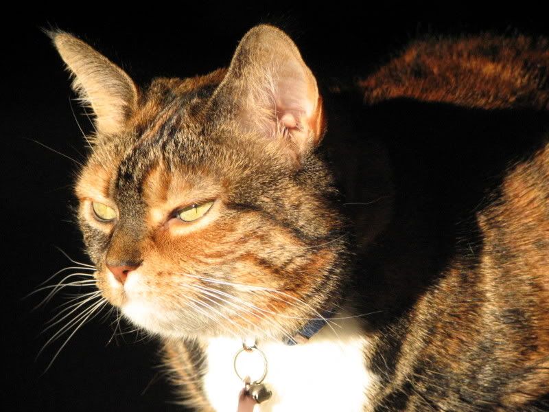 catsinsun016.jpg